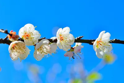 Весна в парке Юаньминъюань – красивые цветы _