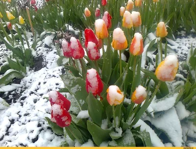 идеи фото весна тренды | Весенние фотографии, Тюльпаны, Цветы