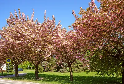 Весна цветущие деревья #37