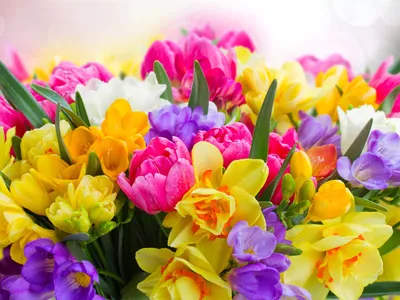 Обои весна, цветок. природа, тюльпаны. цветы картинки на рабочий стол,  раздел цветы - скачать