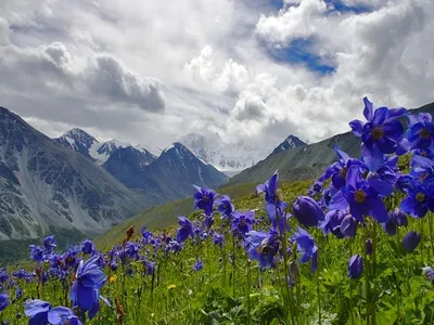 Пазл «Весна в горах» из 170 элементов | Собрать онлайн пазл №214503