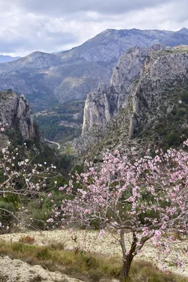 Пазл весна в горах - разгадать онлайн из раздела "Пейзажи" бесплатно