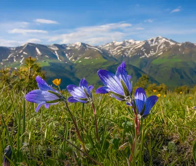 Фотообои Весна в горах купить на стену • Эко Обои