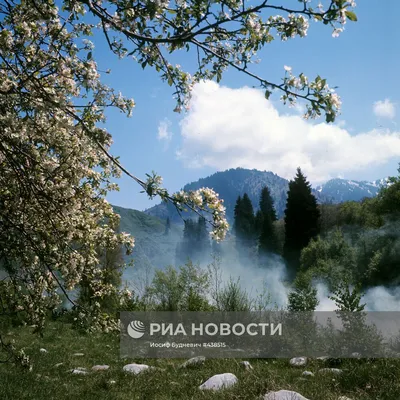 Весна в горах на Алтае, …» — создано в Шедевруме