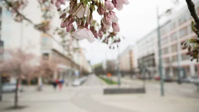 Картина Весна в городе | Краска, Картины, Весна