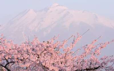 Весна в Японии | Paisaje japon, Hermosa fotografía de paisaje, Viaje a japón