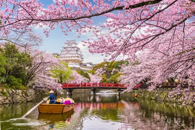 Весна в Японии: символ чистоты, красоты, гармонии и любви» — создано в  Шедевруме