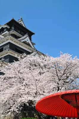 Весна в Японии | Всё будет хорошо! | Фотострана | Пост №2582485865