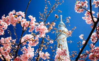 Обои Города Токио (Япония), обои для рабочего стола, фотографии города,  токио , япония, башня, сакура, весна Обои для рабочего стола, скачать обои  картинки заставки на рабочий стол.