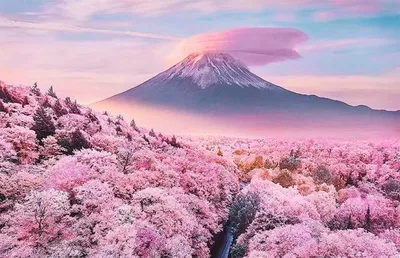 Весна в Японии 2024, цветение сакуры в Японии весной