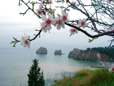 Отдых в Крыму весной 2024 🌊 | Лучший Курортно-развлекательный комплекс  «Миндальная роща»