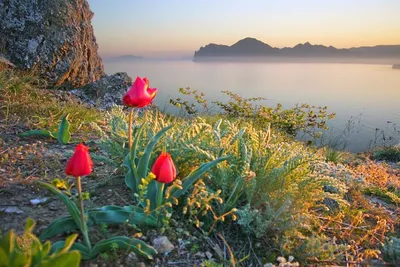 Отдых весной в Алупке в Крыму