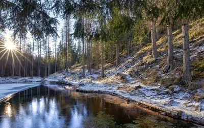 Весна на озере в лесу. Фотограф Александр Березуцкий