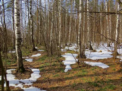 весеннее / весна в лесу / Автор: Виталий Р.