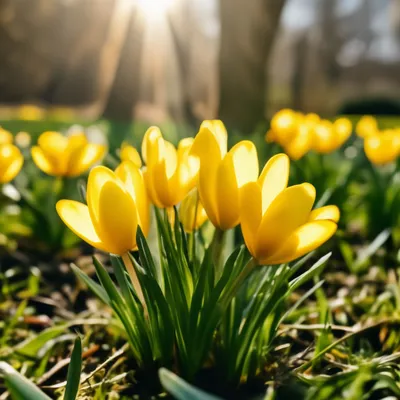 Расцвет миндаль, заявив, что скоро придет весна Стоковое Фото - изображение  насчитывающей макрос, пинк: 213255660