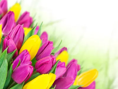 HD картинки весна 1920x1200, обои весенние цветы 1920x1200, скачать обои  высокого качества