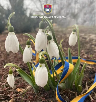 Новини » Вітання зі святом весни!