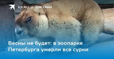 Зима не будет вечной. Искусство восстановления после ударов судьбы, Кэтрин  Мэй – скачать книгу fb2, epub, pdf на ЛитРес