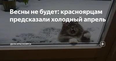 Весны не будет: что такое День сурка и почему его стоит опасаться? |  Телеканал "78" | Дзен