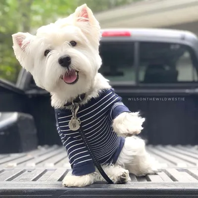 Вест-хайленд-уайт-терьер (Canis lupus familiaris 'West Highland White  Terrier') - Rock Identifier