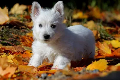 Вест хайленд вайт терьер🐕: купить щенка в Москве, цена - питомник  «Суперминики»