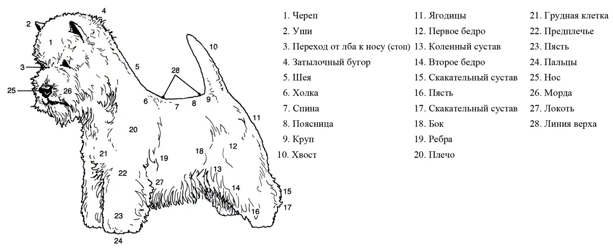 Частое дыхание у собаки в покое. Тримминг Вест хайленд Уайт терьера схема. Груминг Вест хайленд Уайт терьера схема. Схема стрижки Вест хайленд Уайт терьер.