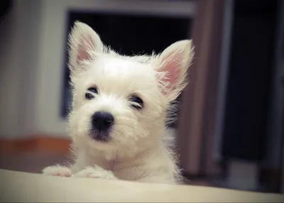 Тримминг ВЕСТ ХАЙЛЕНД УАЙТ Терьера . WEST HIGHLAND WHITE Terrier . Grooming  at home , handstripping - YouTube