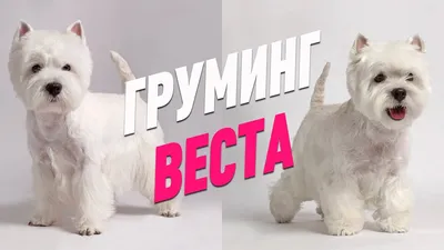 Порода Вест хайленд уайт терьера (Вестик). Описание, особенности и  содержание