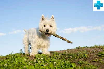 Стрижка вест хайленд уайт терьера 🐾 Щелково по доступной цене в груминг  салоне - КотОпёС