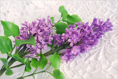ветка сирени с лиловыми цветами, некоторые из которых в почках Стоковое  Изображение - изображение насчитывающей средства, цветок: 224302399