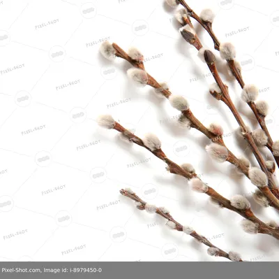Растение искусственное KoopmanINT Ветка вербы h-77см в асс-те купить в  интернет-магазине Доминго