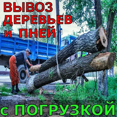 Весна для нетерпеливых (Выгонка веток деревьев и кустарников)