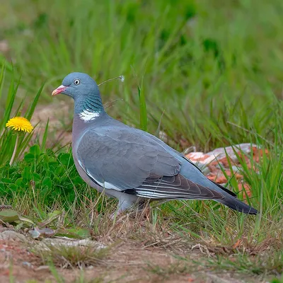 Вяхирь (Columba palumbus)