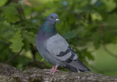 Фотокаталог птиц: Вяхирь (Columba palumbus)