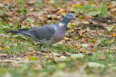 Common wood pigeon (Columba palumbus) Вяхирь seen | Вяхирь, Животные, Птицы