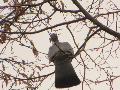 лесной голубь (вяхирь) / Зимой ранее мне не попадался вяхирь, есть  информация, что птица частично перелётная наверное она знает, насколько  суровая зима ожидается