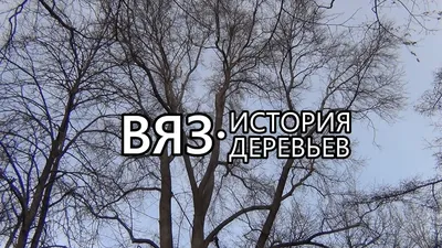 Вяз (карагач): описание дерева, посадка и уход, выращивание из семян