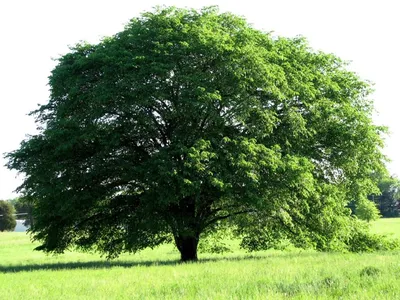 Вяз мелколистный (Ulmus parvifolia) - Питомник и Садовый центр Русские  Деревья