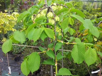 Вяз гладкий Ulmus laevis купить в Москве саженцы из питомника Greenpoint24