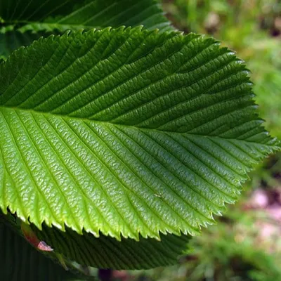 Вяз шершавый (ulmus glabra) | Ракита. Питомник растений