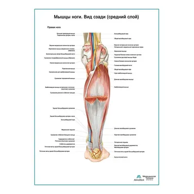 Мышцы ноги. Вид сзади средний слой плакат глянцевый А1+/А2+ › Купить оптом  и в розницу › Цена от завода
