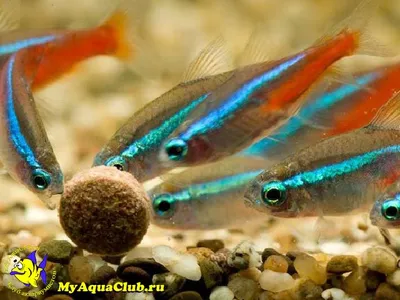 Виды и Совместимость Аквариумных Рыбок + 165 ФОТО | Aquarium fish,  Swordtail fish, Freshwater aquarium fish
