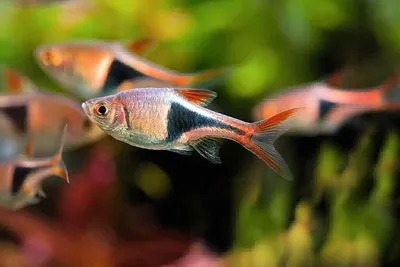 Искусственно окрашенные аквариумные рыбки