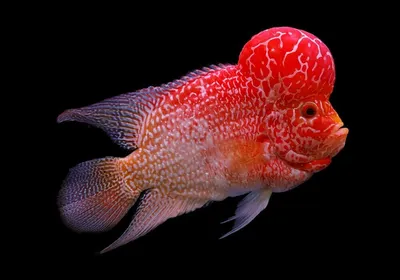 Какие виды рыбок можно селить в одном аквариуме | ROZETKA Journal