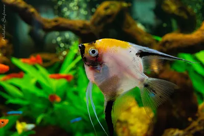 Рыбки для общего аквариума | Аквакультура — рыбы и другие водные животные
