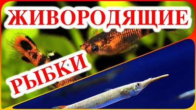 Гуппи - аквариумные рыбки: фото, виды, размножение и беременность,  кормление и уход за рыбками гуппи | Блог зоомагазина 