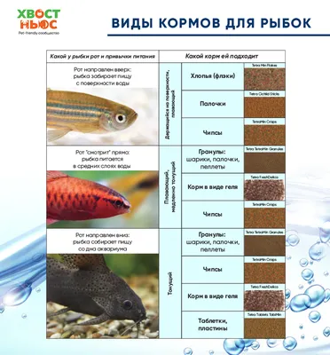 Популярные виды аквариумных рыбок | Аквариумы Аквас | Дзен