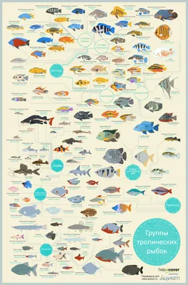 Аквариумные рыбки: фото с названиями, содержание, виды, болезни
