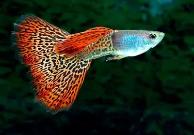 Все о золотых рыбках история и виды.. - Marlin Aquarium
