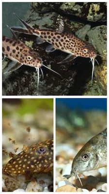 Помогите сохранить рыбок Петушков или возьмите их к себе в лучшую жизнь....  Маленький аквариум. | Аквариумный сайт